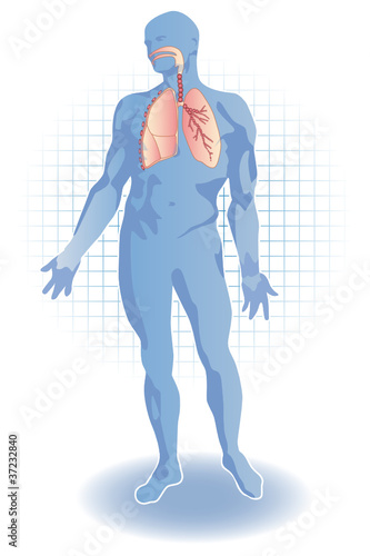 Système respiratoire