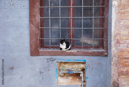 cat in the old village of Grottammare, Italy © yournameonstones