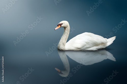 Fototapeta Naklejka Na Ścianę i Meble -  Mute Swan (Cygnus olor)