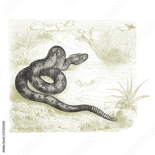 Serpent à sonnettes
