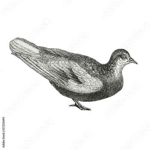 Pigeon