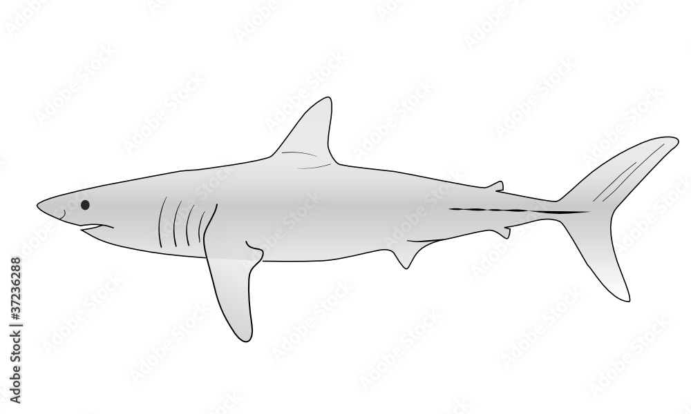 WEB ART DESIGN Requin Requins Shark Squale Dents Jaws 010 WEB ART DESIGN Requin Requins Shark Squale Dents Jaws 010