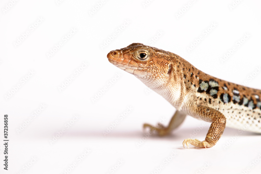 Eidechse Gecko Lizzard Eidechse Gecko Lizzard