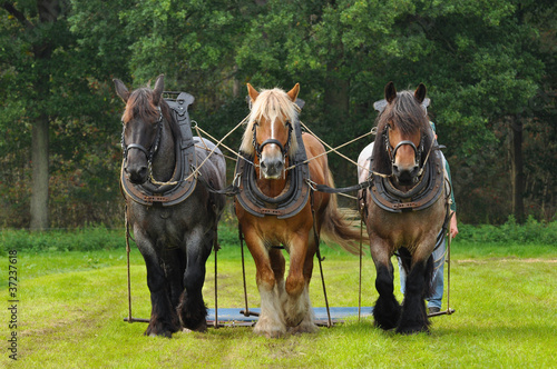 Three Belgian Heavy Horses