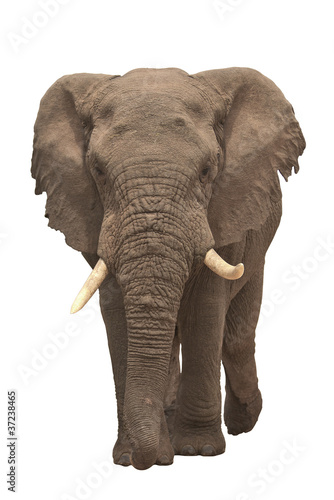 Elefant elephant