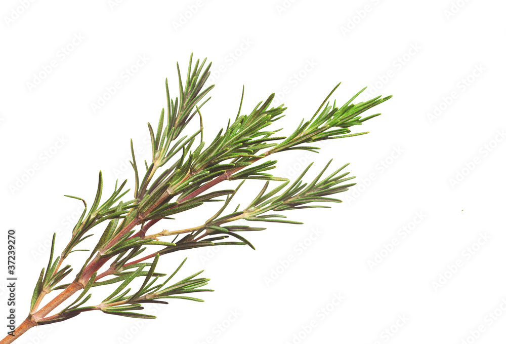 Fresh rosemary isolated on white background Fresh rosemary isolated on white background