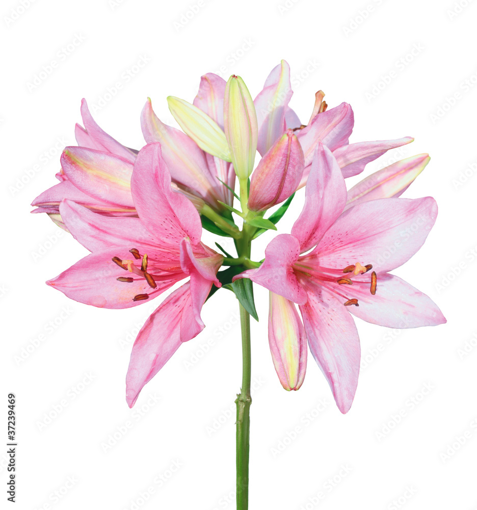 Beautiful pink lily isolated on white background