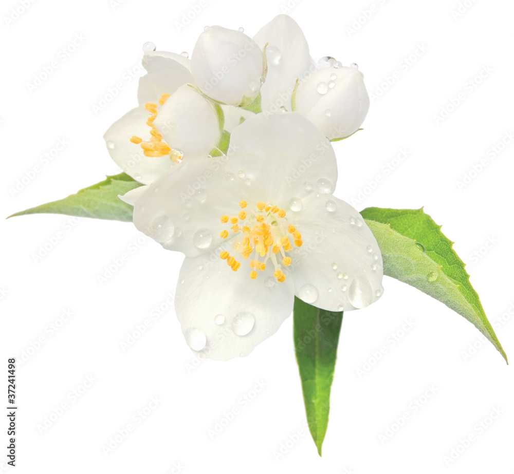 Naklejka premium Jasmine flower mock orange blossom macro closeup isolated