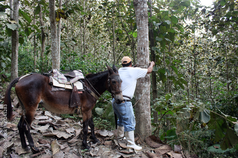 Cowboy Relaxing with Horse Cowboy Relaxing with Horse