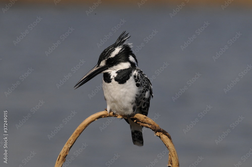Fototapeta premium Pied Kingfisher (Ceryle rudis)