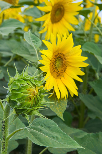 Sunflower field.