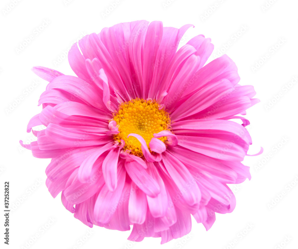 aster aster