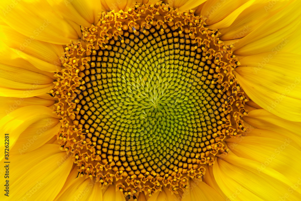 Fototapeta premium sunflower