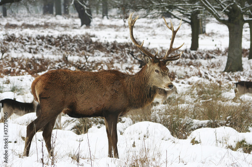 Deer in the snow Covered Richmond Park