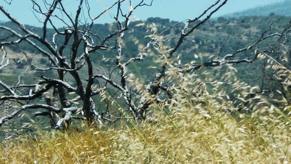 Burned tree and dry grass swaying in the wind Burned tree and dry grass swaying in the wind