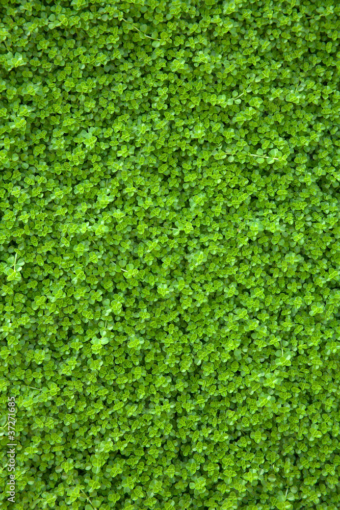 green plants green plants