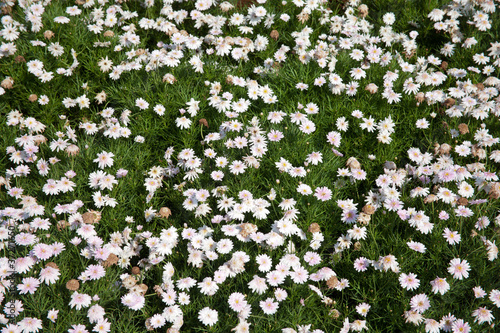 Chrysanthemum white