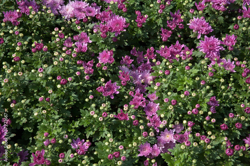 Fototapeta Naklejka Na Ścianę i Meble -  Chrysanthemum purple red
