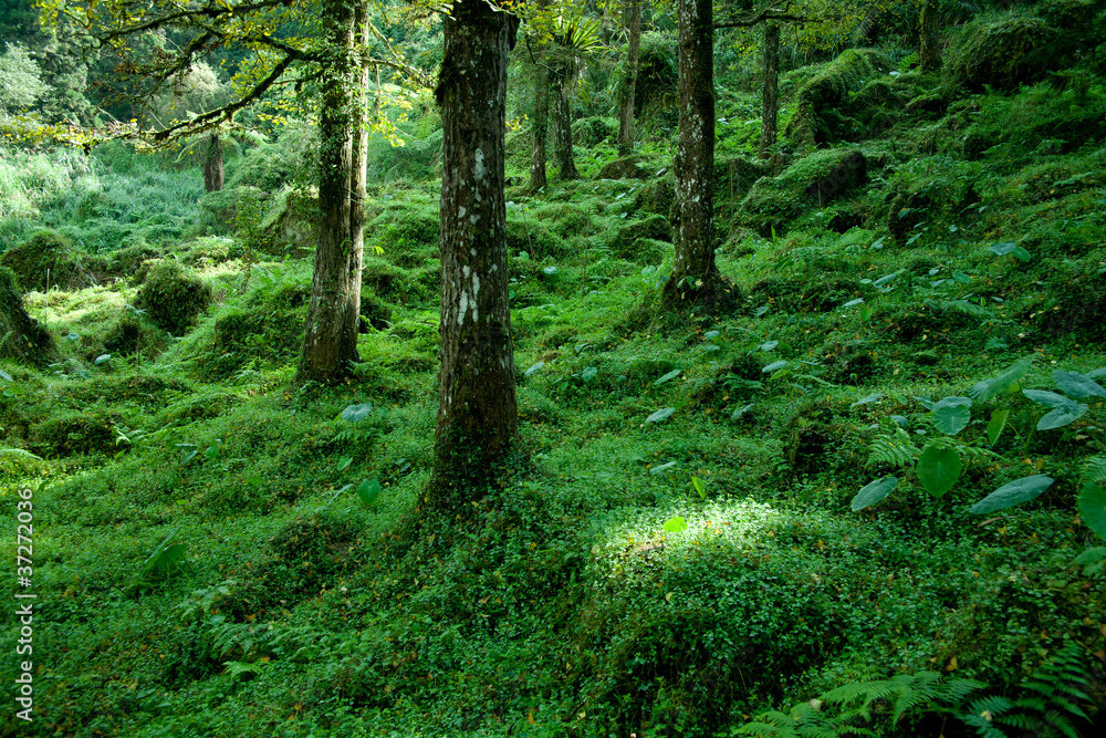 Obraz premium Morning forest