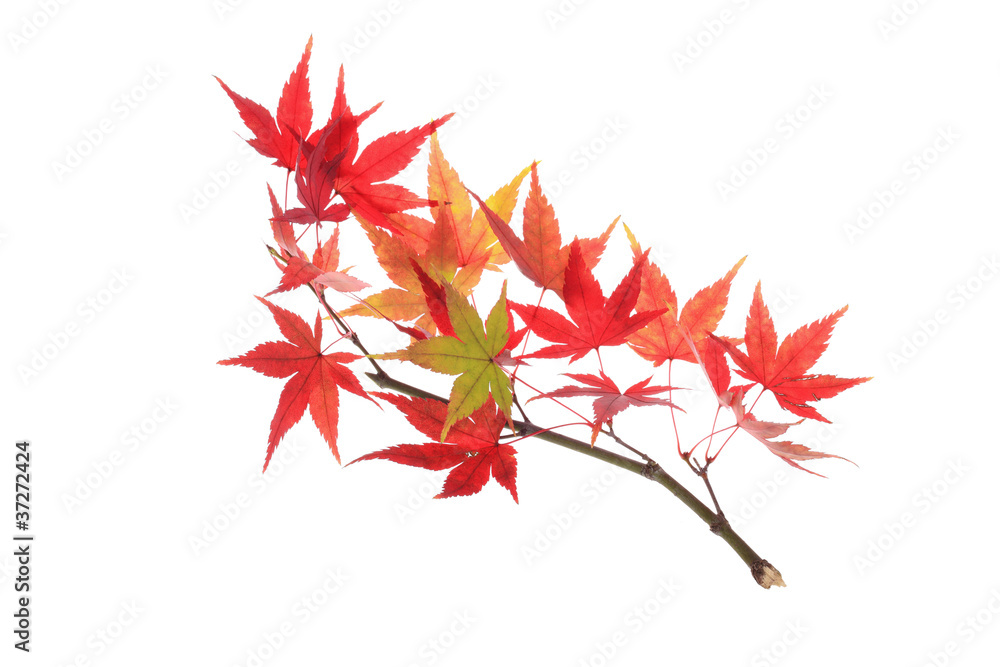autumn maple branch