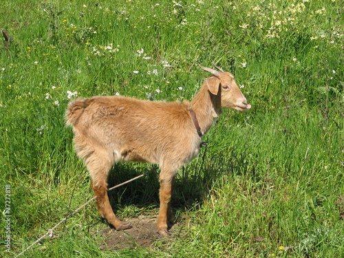 Goat. Lemnos. Greece
