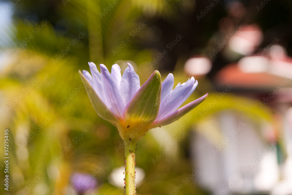 Close-up of Beautiful Purple lotus, Thailand