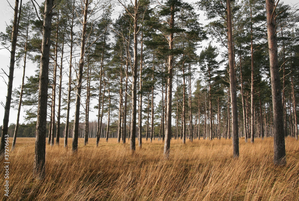 Fototapeta premium Dry Savannah