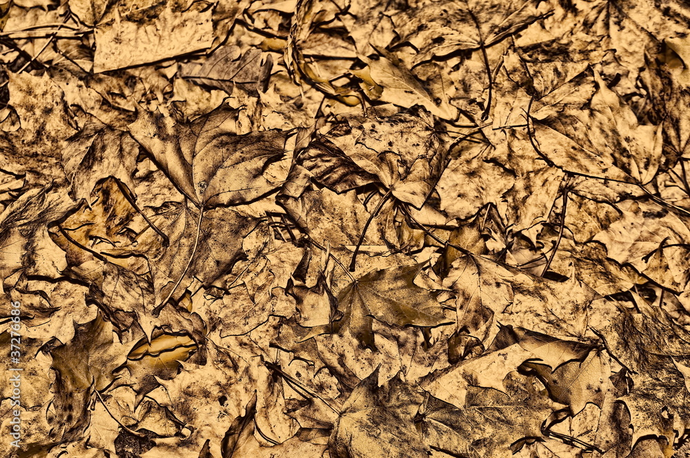 Trockene Blätter - Sepia Trockene Blätter - Sepia