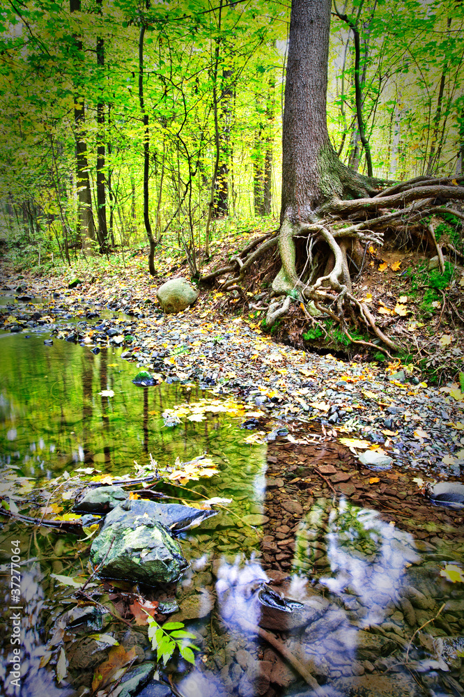Fototapeta premium Creek in fall time