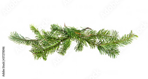 Design element. Border of spruce branches