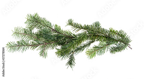 Design element. Border of spruce branches