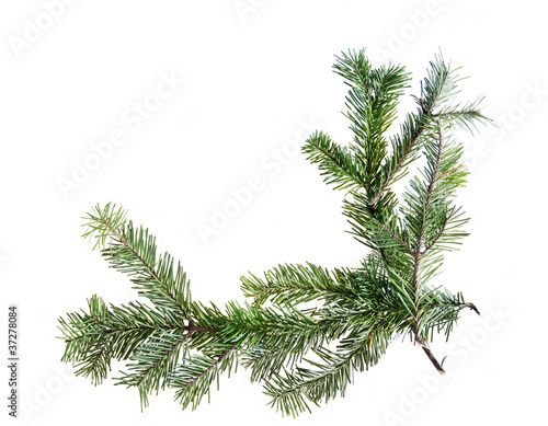 Design element.  Corner of spruce branches