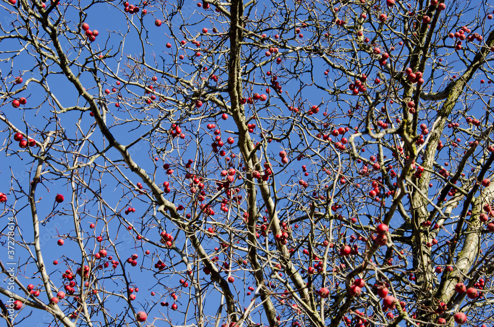 red autumn apples on tree and sky red autumn apples on tree and sky