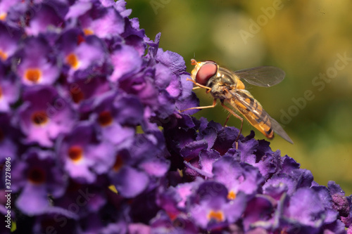 Hoverfly on purple flower of Butterfly Bush