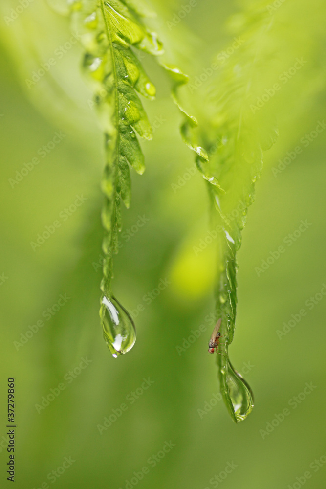 Raindrops on fern with small fly Raindrops on fern with small fly