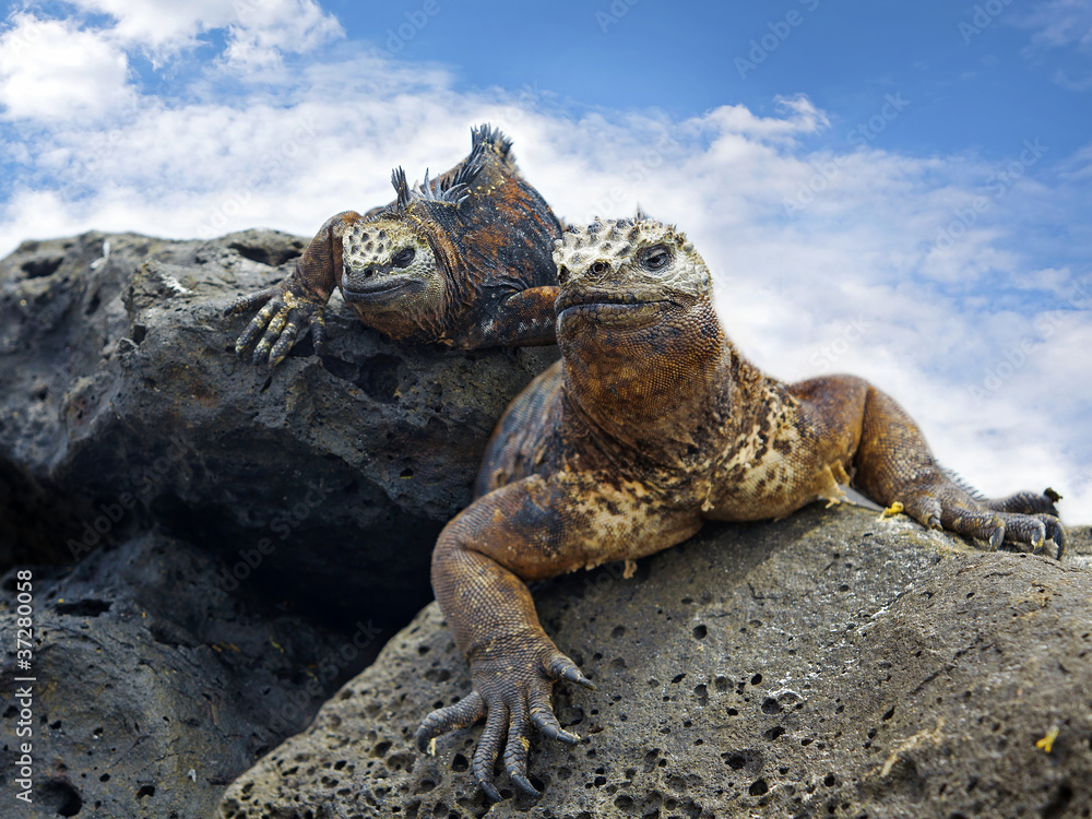 Obraz premium Galapagos marine Iguanas