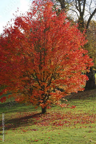 Norway Maple tree in autumn