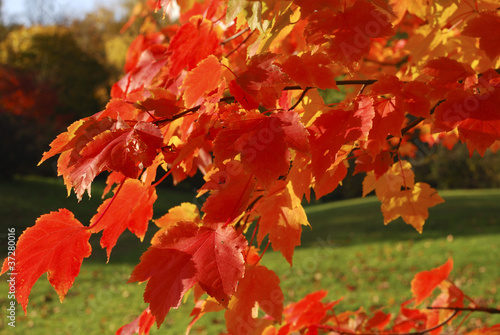 Norway Maple leaves in autumn