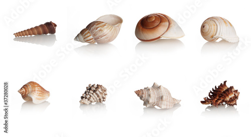 Collection Shells Marine Mollusks