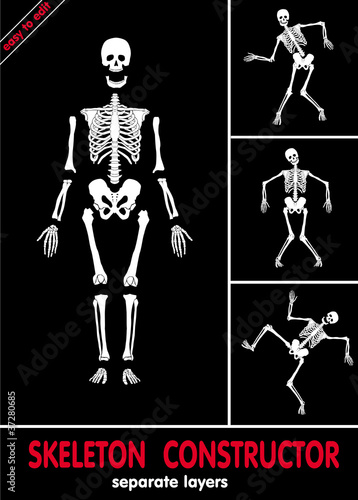Human skeleton. Bones on separate layers. Easy to edit .