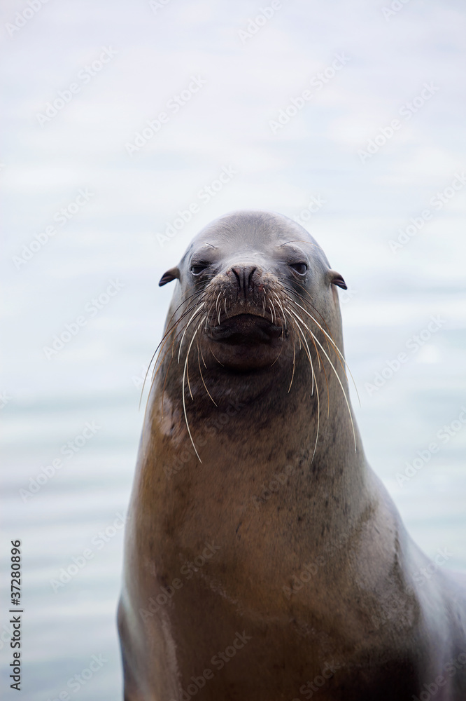 Naklejka premium Sea lion portrait