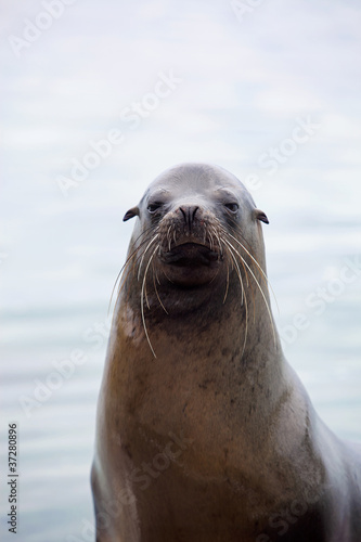Sea lion portrait