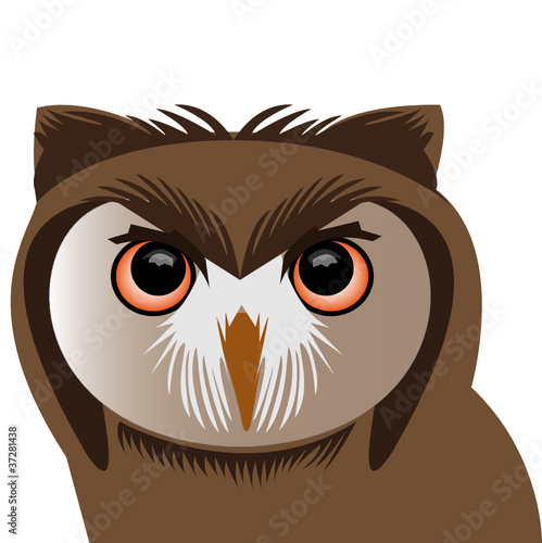 owl