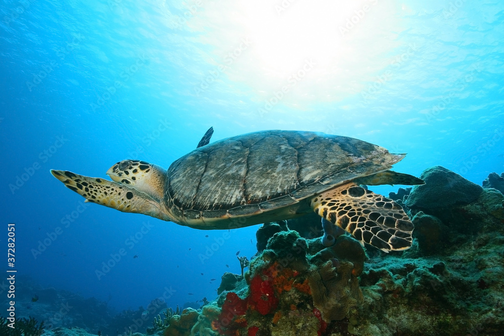 Hawksbill Turtle (Eretmochelys imbriocota) in Cozumel Mexico
