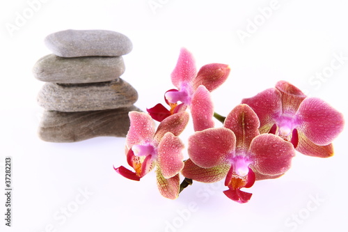 Pile of stones and an orchid flowers on white background