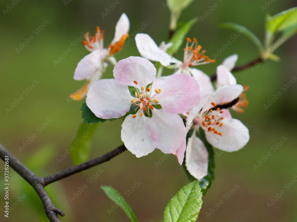 apple blossom opens wide