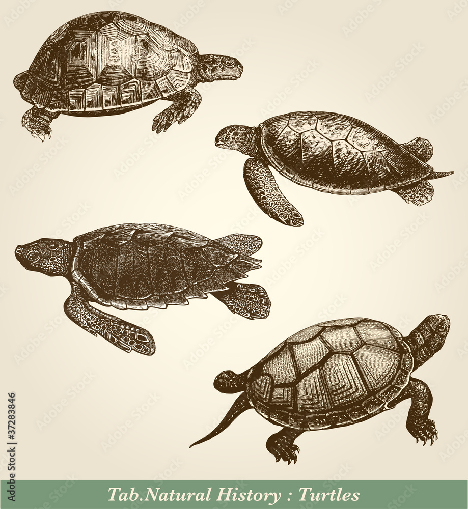 Obraz premium Turtles