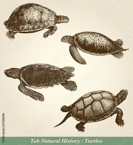Turtles