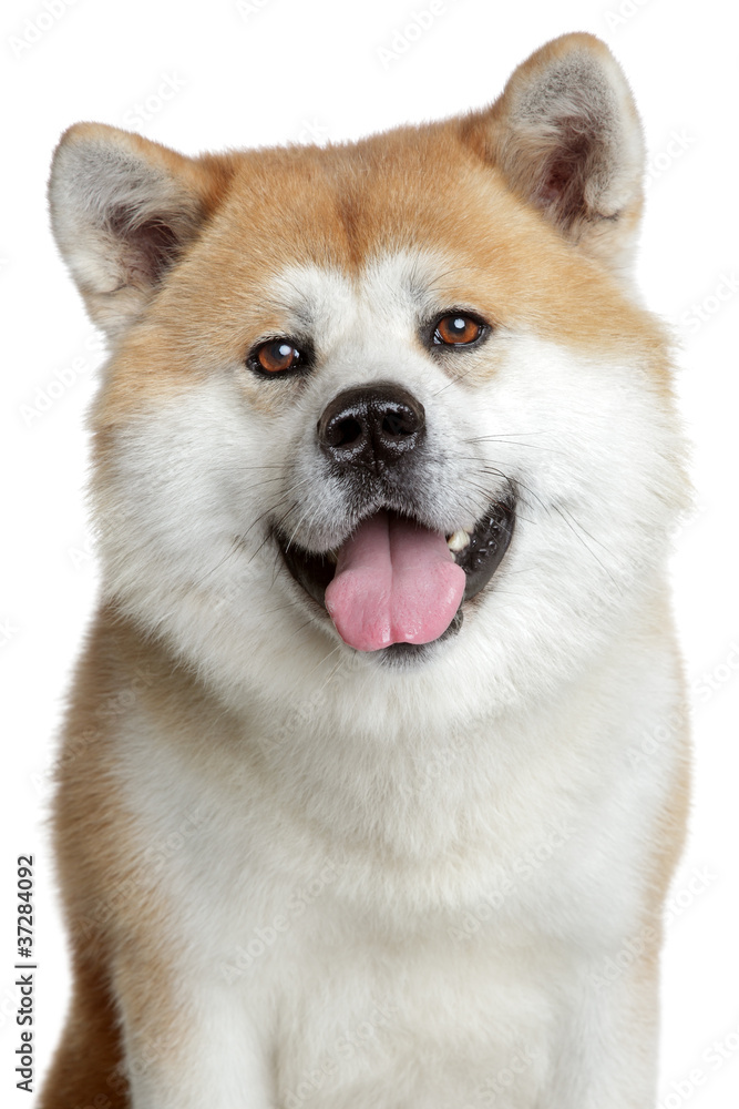 Obraz premium Akita inu portrait. isolated on white background