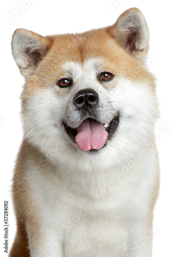 Fototapeta Naklejka Na Ścianę i Meble -  Akita inu portrait. isolated on white background